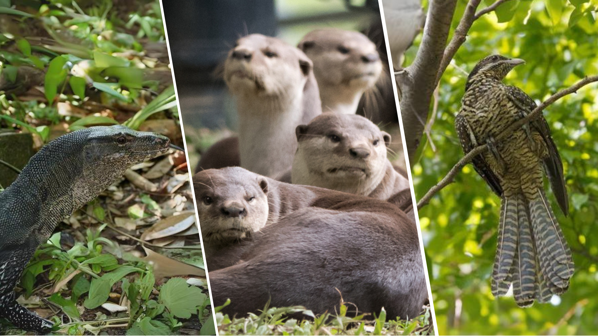 Animals Quintessentially Singaporean