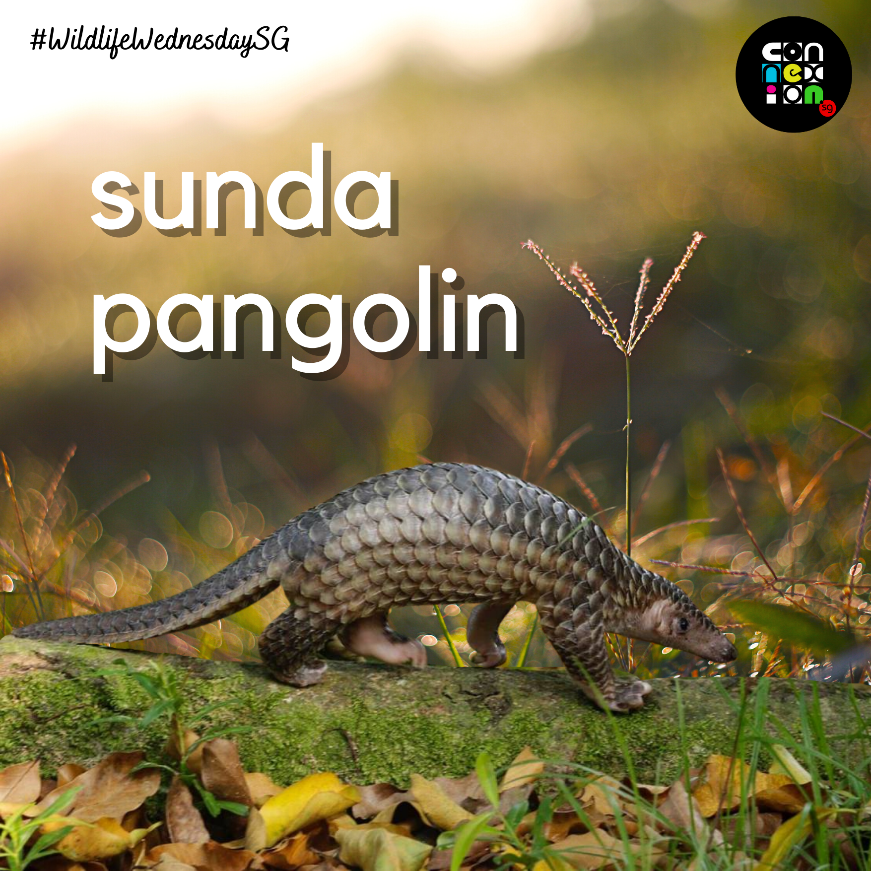 sunda pangolin